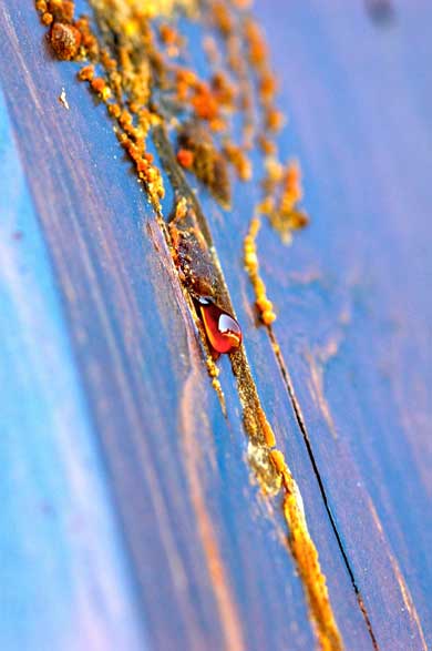 Close-up of tree sap on bark