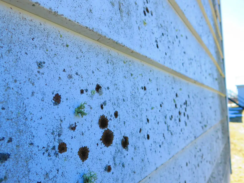 Siding with lichen growth and spores visible
