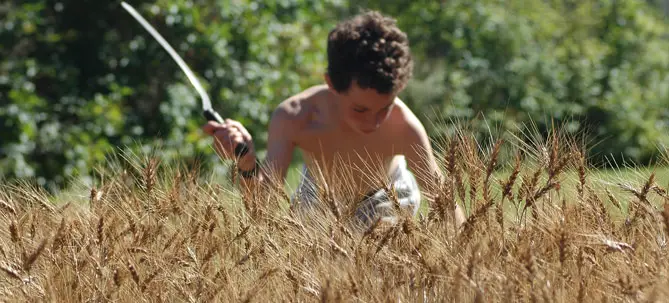 Person harvesting wheat with a scythe in field.