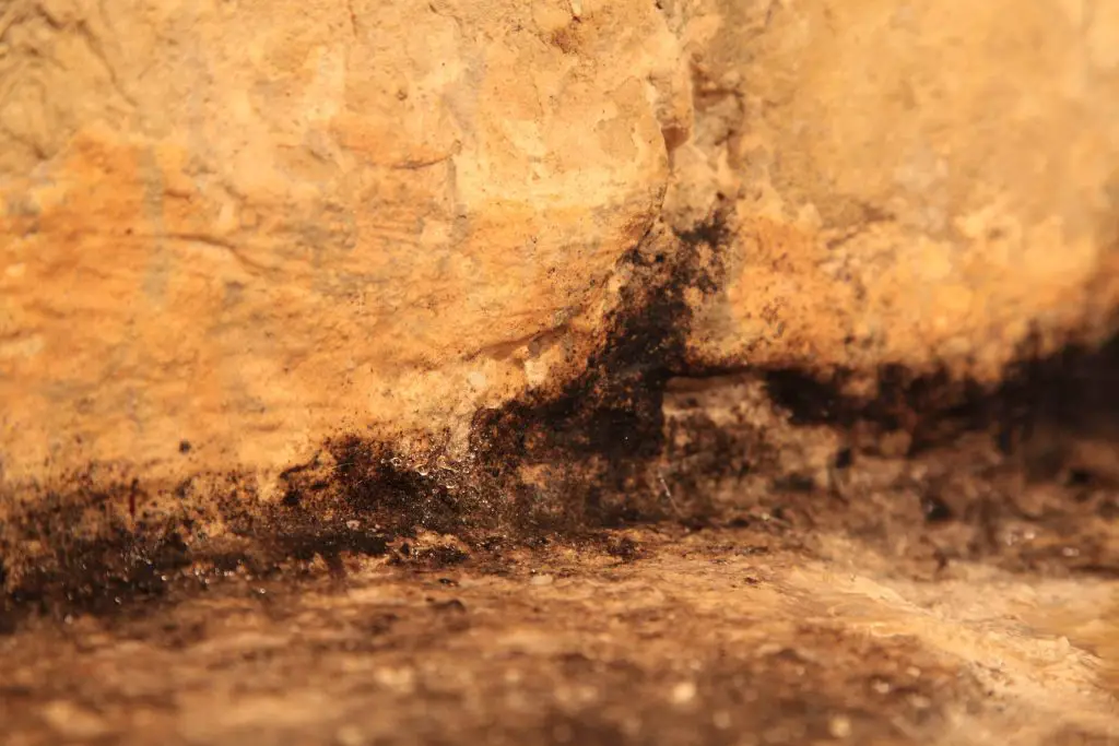 Close-up of mould on stone surface.