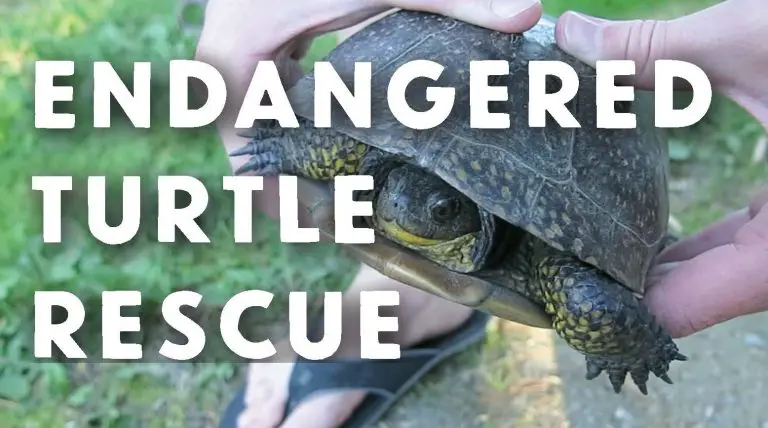 BLANDING’S TURTLE VIDEO: Watch a Rare Species Visit Our Driveway