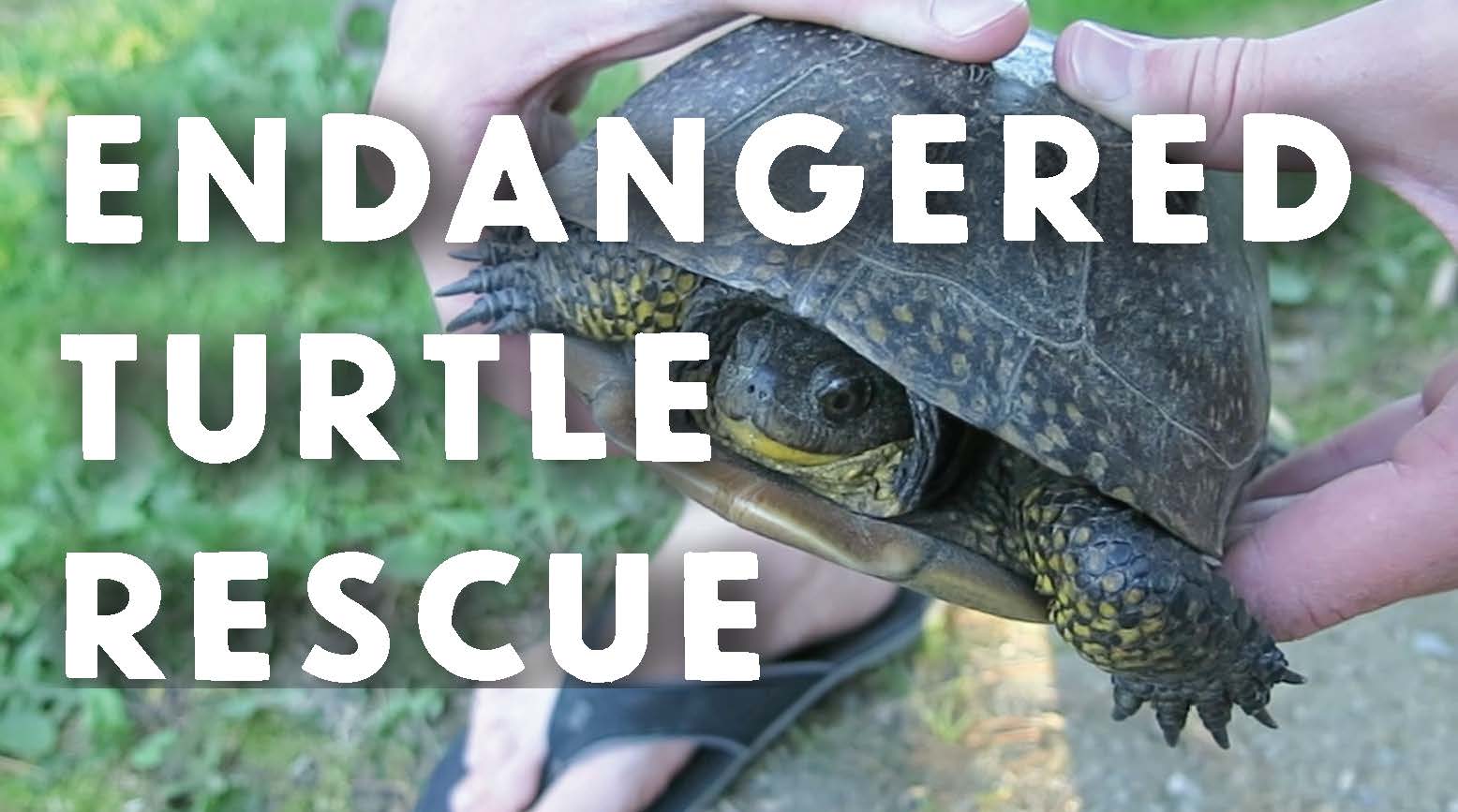 BLANDING'S TURTLE VIDEO: Watch a Rare Species Visit Our Driveway