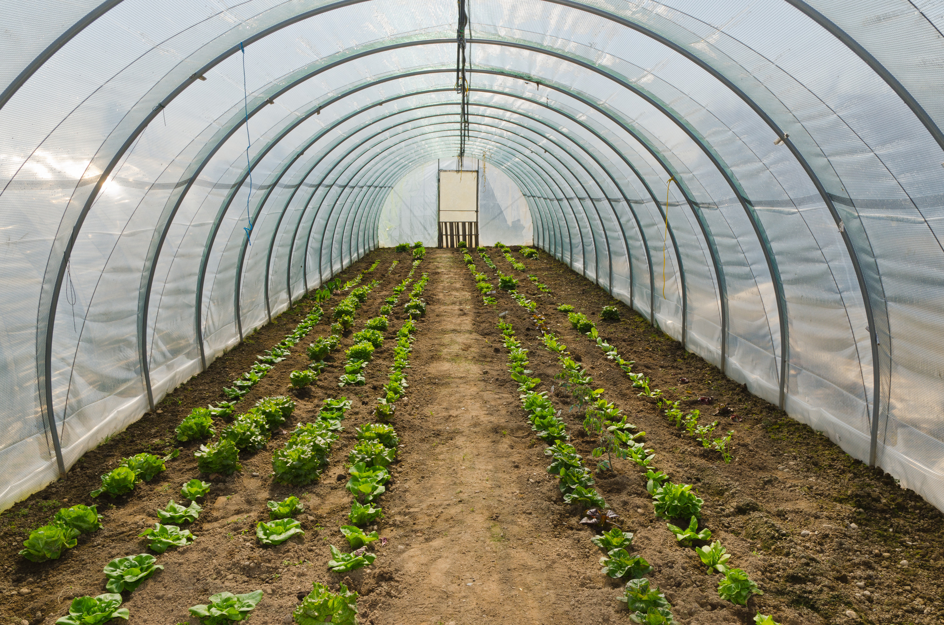 Hoop House Plans Best On The Internet FREE