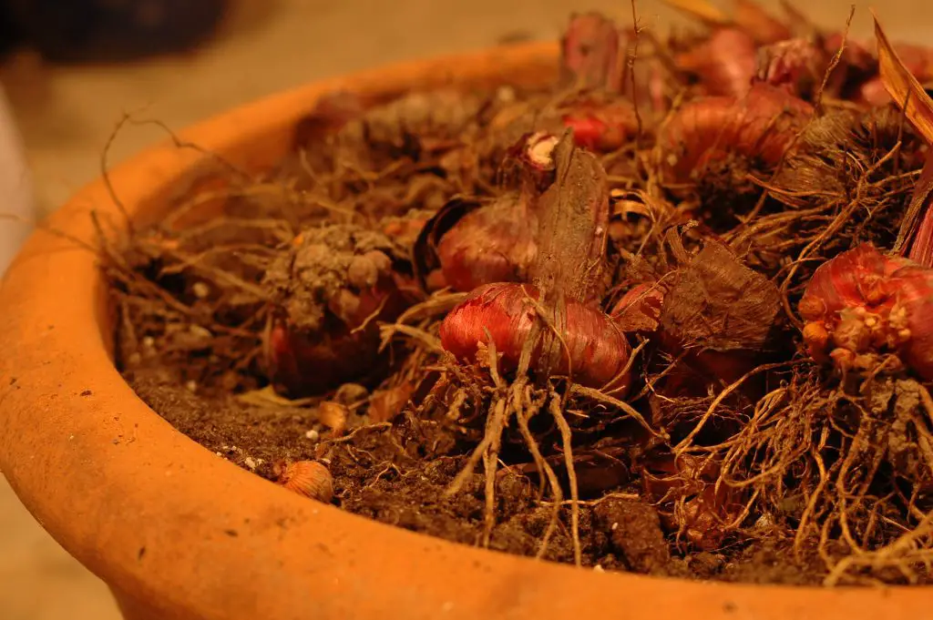 container gardening roots
