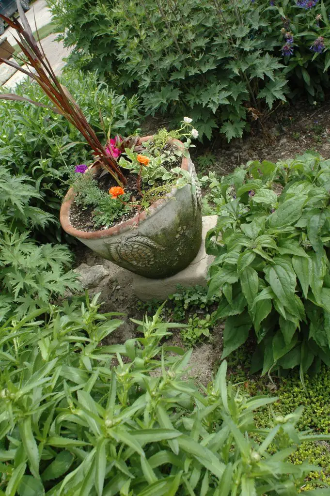 container gardening clay pot