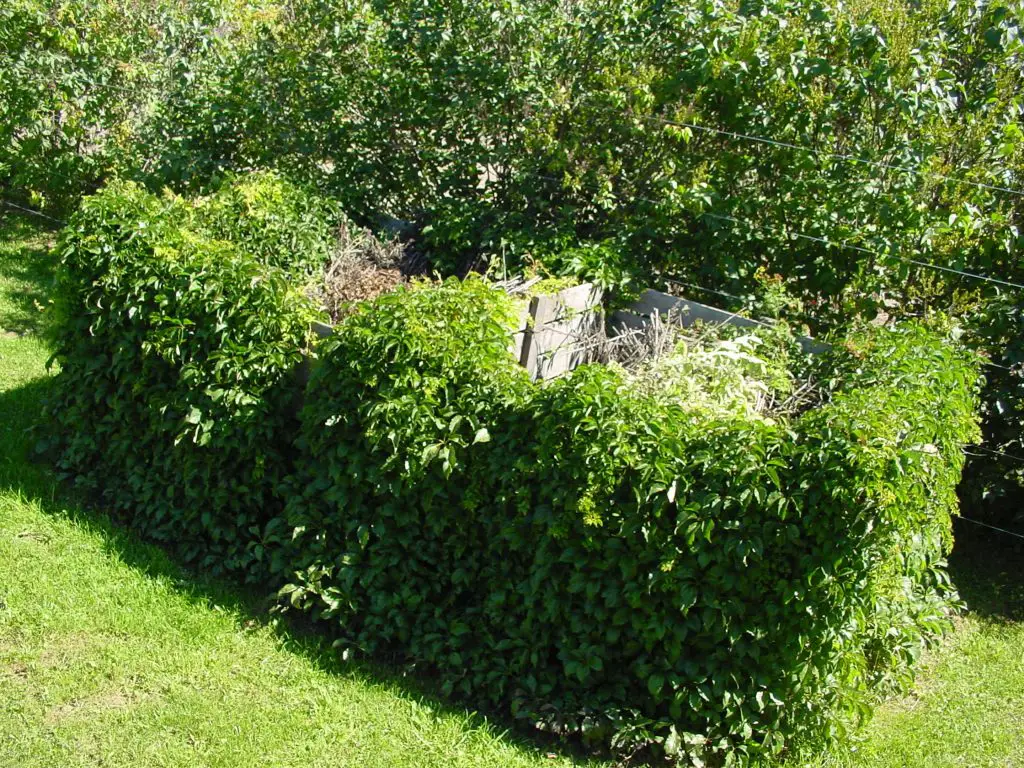 container gardening compost