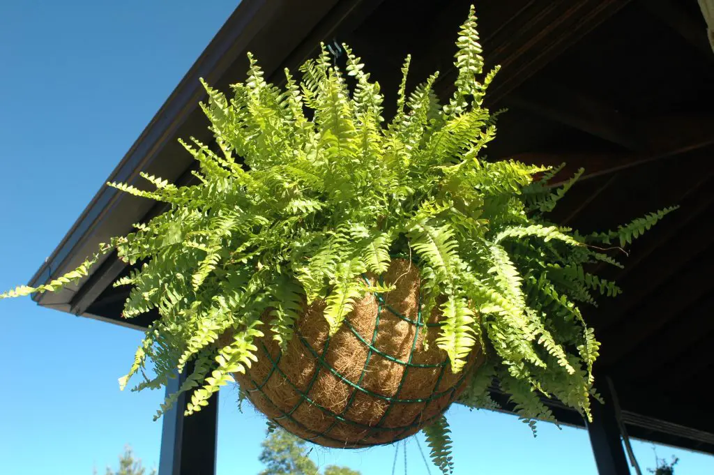 container gardening hanging_basket