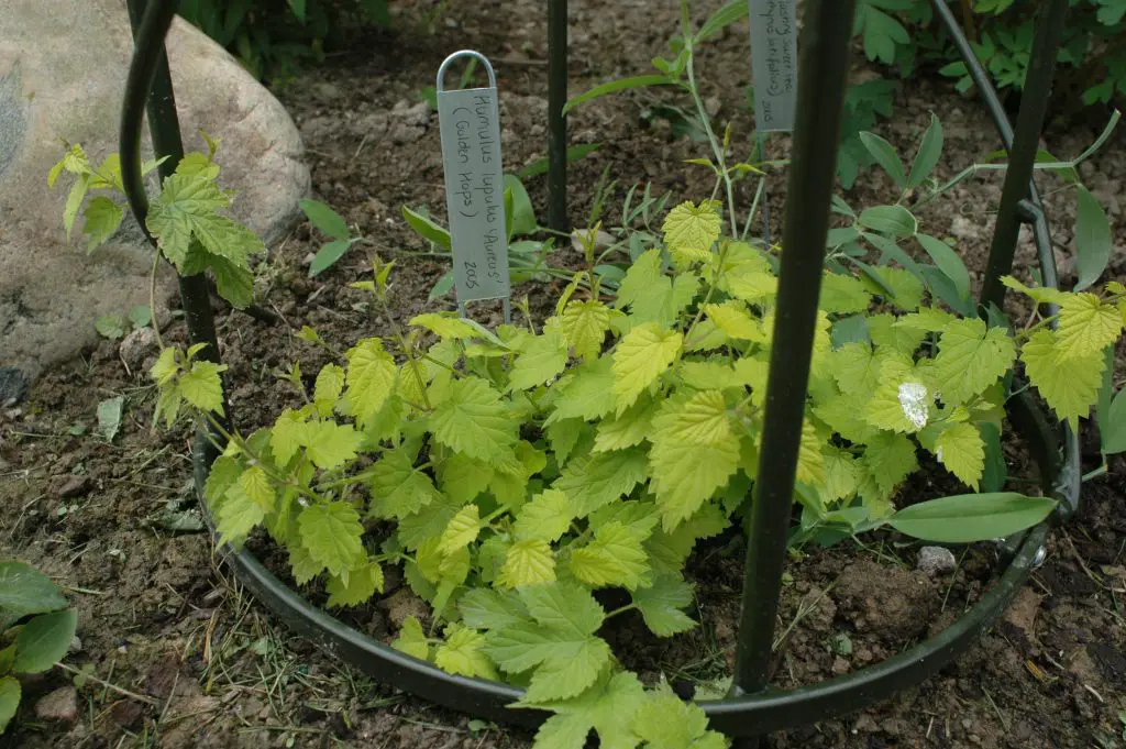 container gardening hops