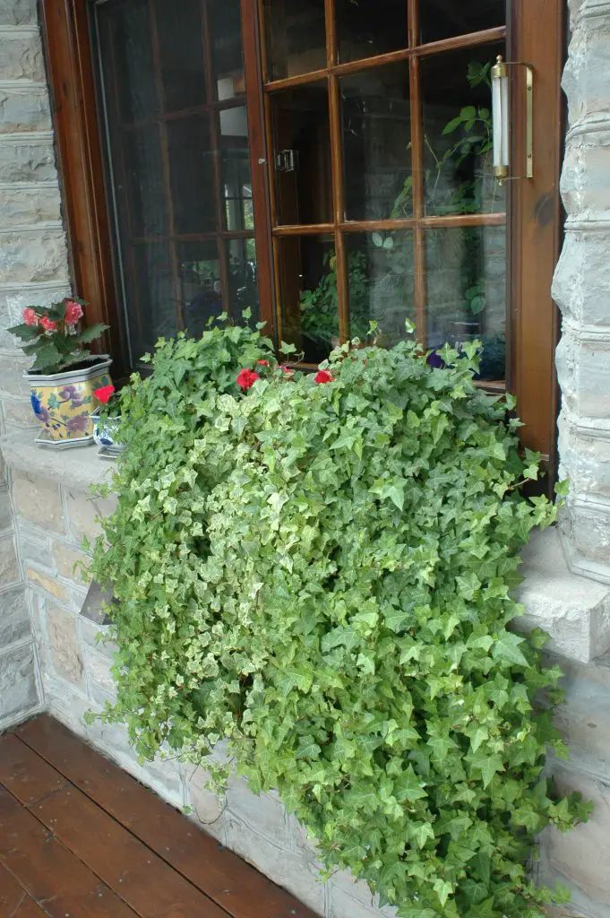 container gardening ivy