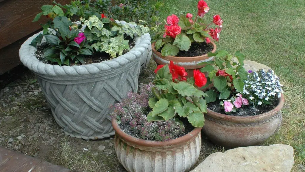 container gardening pot_medley