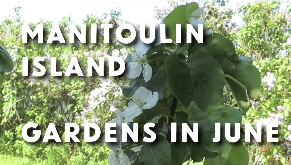 Flowers at Manitoulin Island gardens in June.