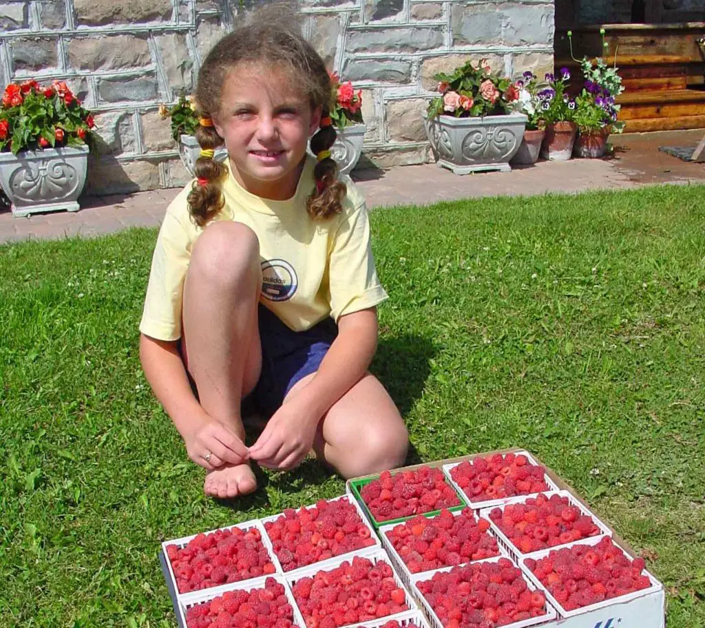Child with baskets of fresh raspberries on grass.
