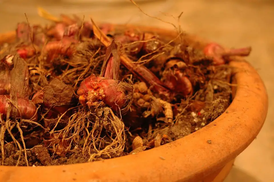 These begonia roots are stored in our root cellar for replanting next year. Begonias can survive in the earth all winter in warmer places, but where we live they need to be taken inside for winter protection.