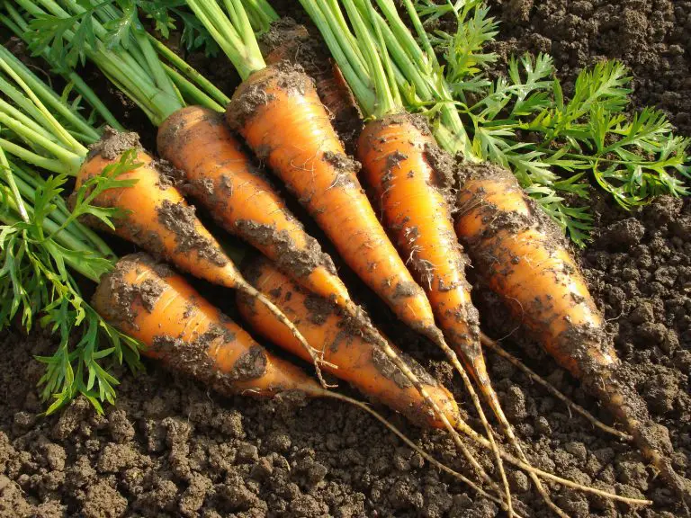 ROOT CELLAR PLANS: Eat Better for Less