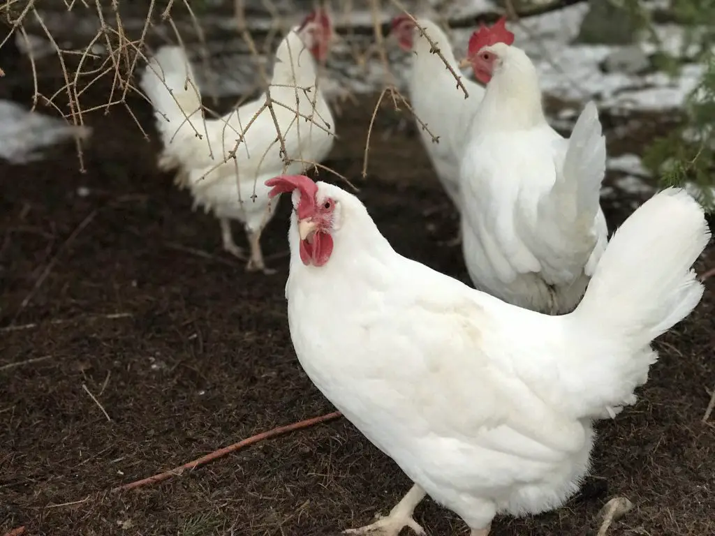 White chickens roaming on farm ground