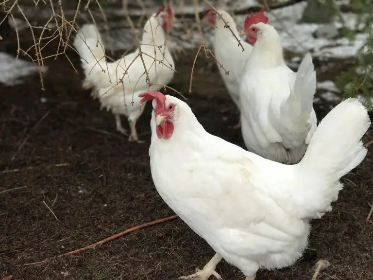 White chickens roaming on farm ground