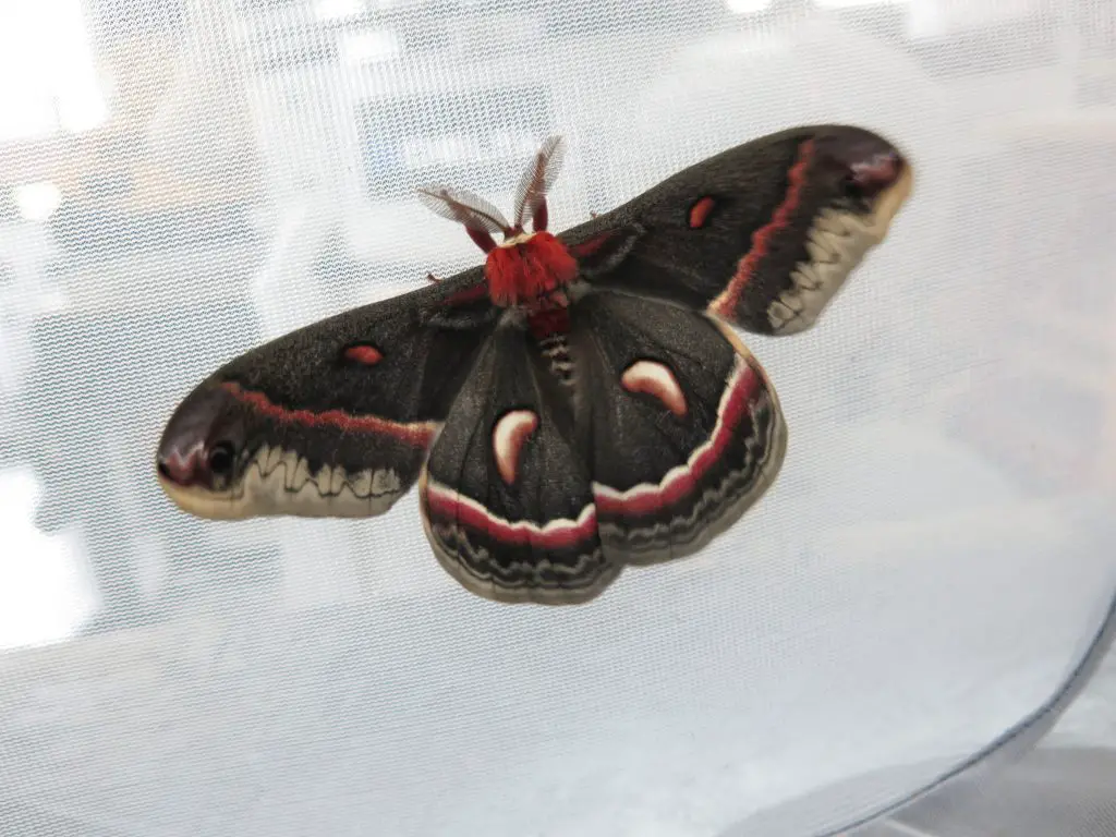 Cecropia moth resting on mesh surface.