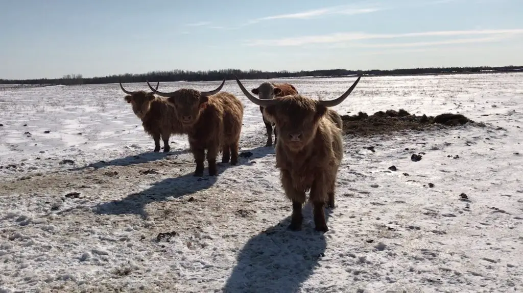 Highland cattle standing on a snowy field.