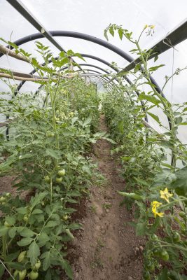 hoop house plans tomatoes