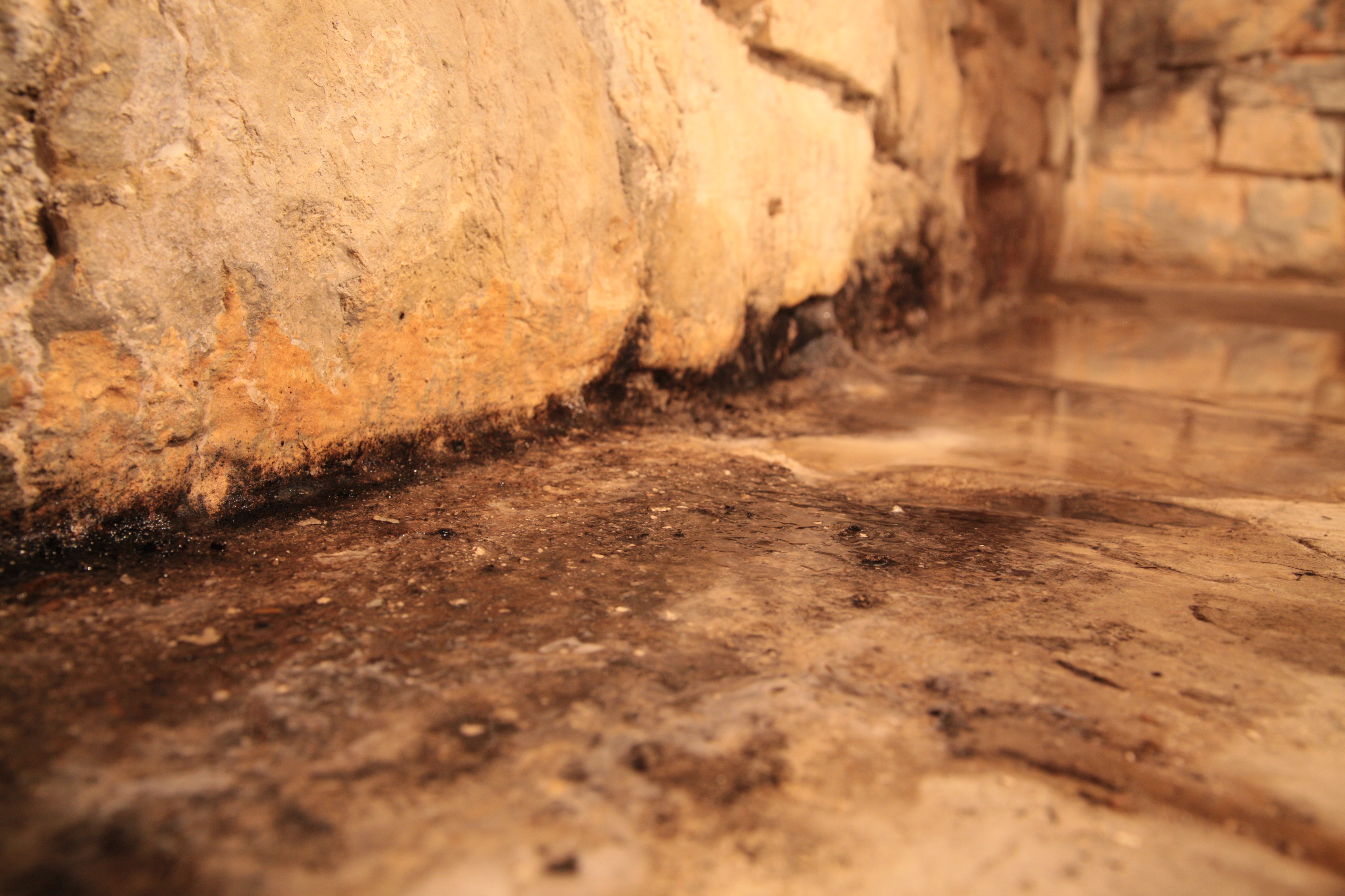 KILL MOLD An Experts Advice On Becoming Mold Free The Simple Way