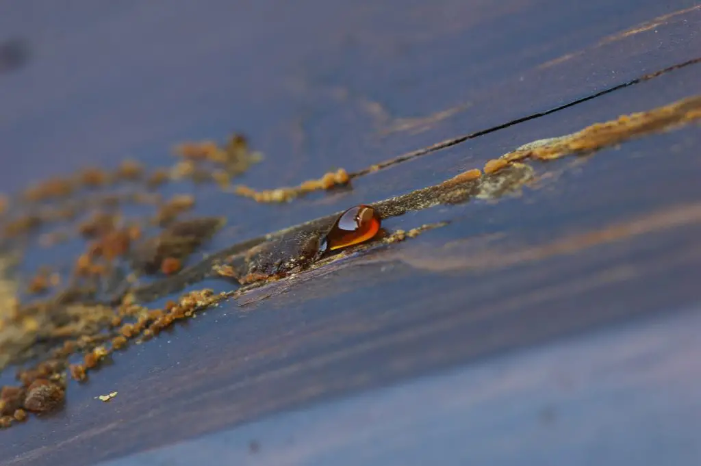 Droplet of amber sap on tree bark