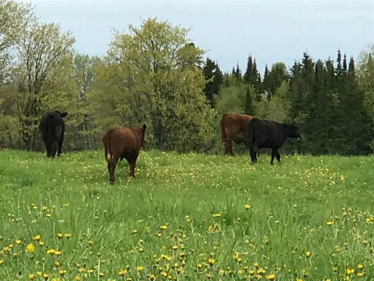 Cows grazing in a flower-filled meadow.
