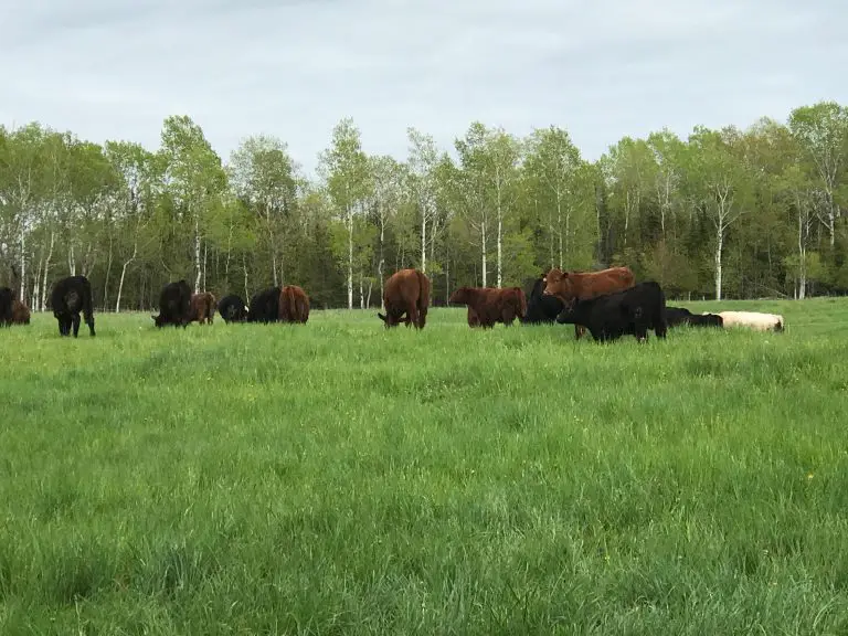 Cattle grazing in a green pasture with trees.