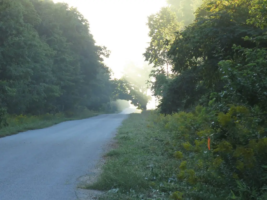 Foggy rural road with lush tree line.