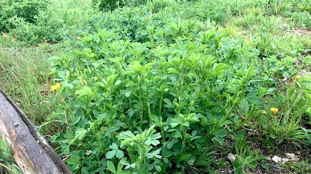 Green alfalfa plants growing in a field.