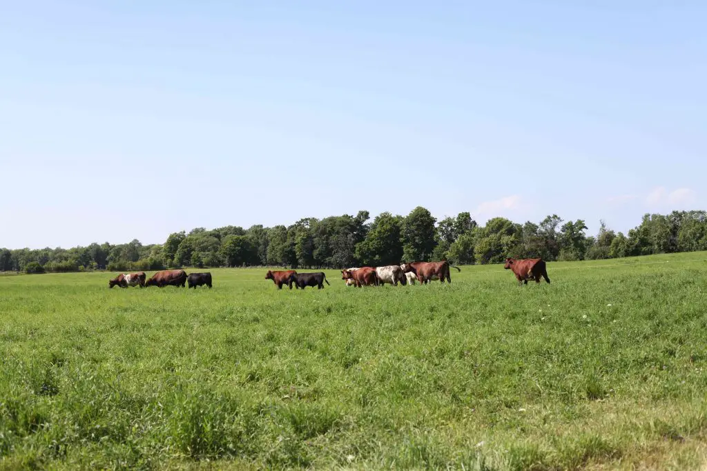 Cows grazing in a sunny green pasture