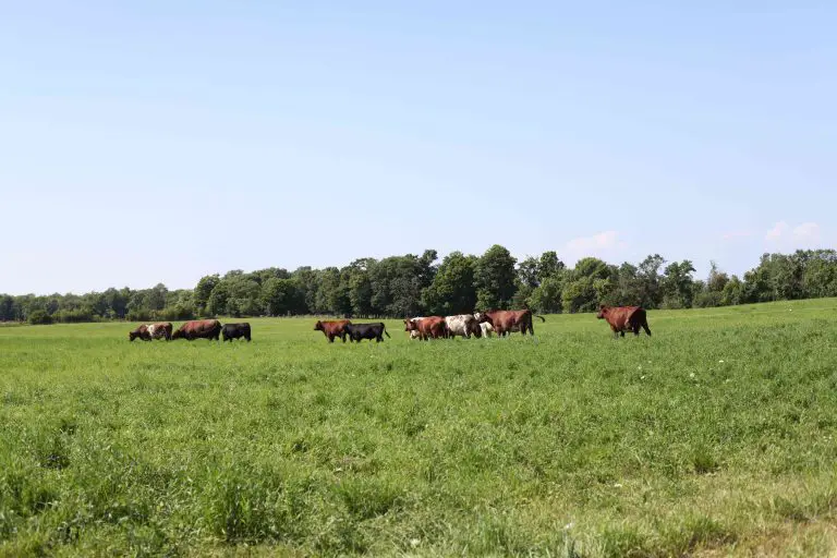 Cows grazing in a sunny green pasture