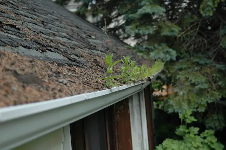 Overgrown plants in neglected house gutter.