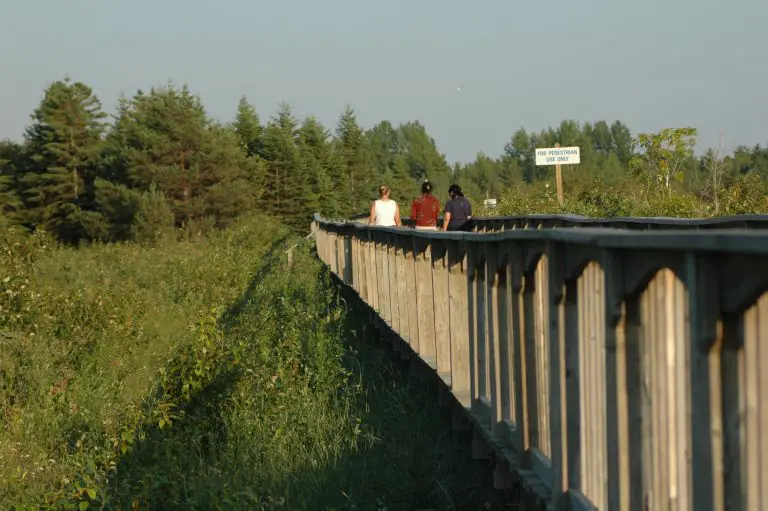 People walking on a forest boardwalk path.