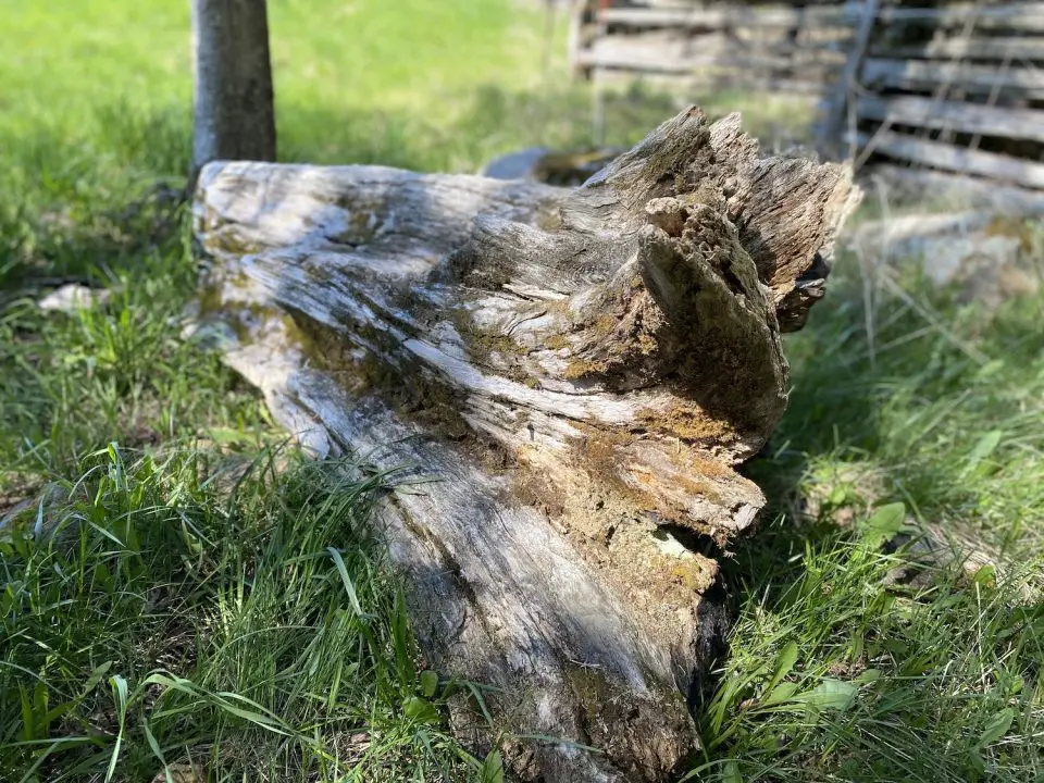This cedar stump was probably part of a live tree in the late 1600s. Looking inside you can see chard wood that burned all of Manitoulin 350 years ago. Growth rings on this wood are less than 1/32″ wide, denoting very slow growth of a mature tree.