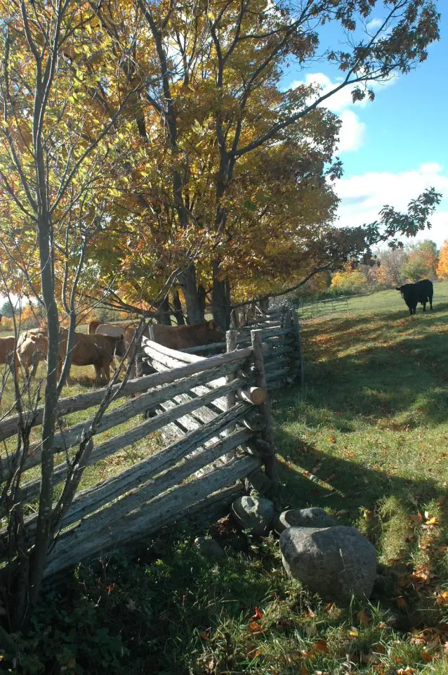 Cedar rail fences, Manitoulin Island style. The oldest parts of this fence were built in the 1890s, and is still working well with a little periodic maintenance.