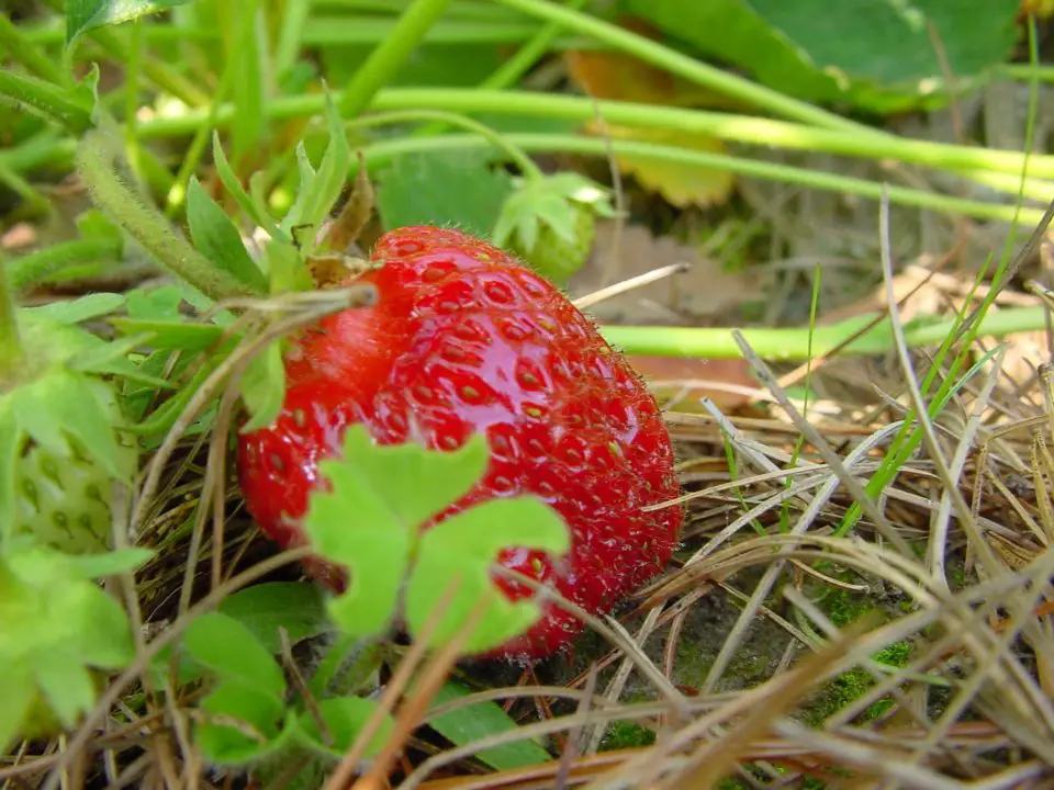 This strawberry grew in our garden with trickle irrigation. There’s no more economical way to water than with trickle.