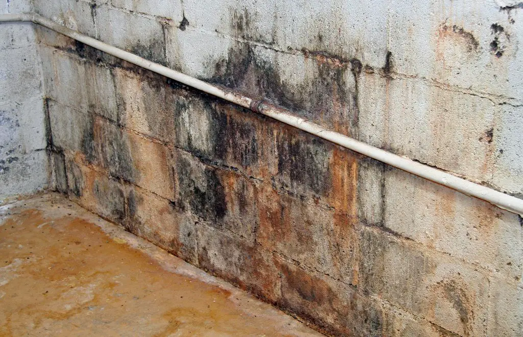 basement rec room moldy wall