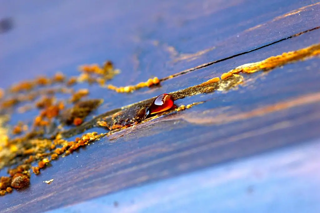 Close-up of resin on tree bark surface.
