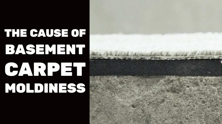 Basement carpet mold cause explanation.
