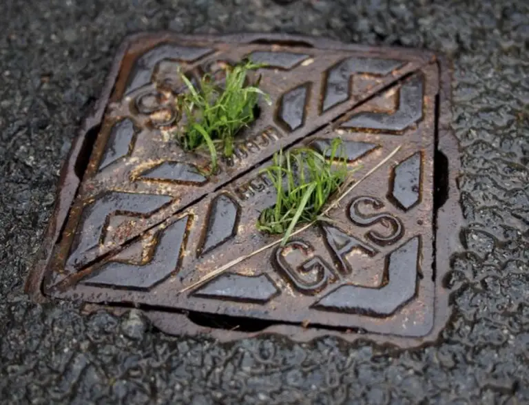 Tree Roots Clogging Drain Pipes: A Case Study at Sutherland Shire With Sydney Drain