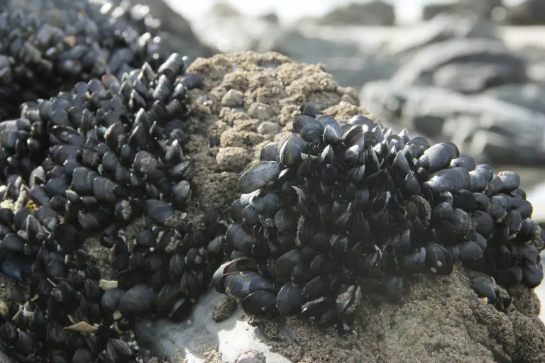 Cluster of mussels on a rock in sunlight.