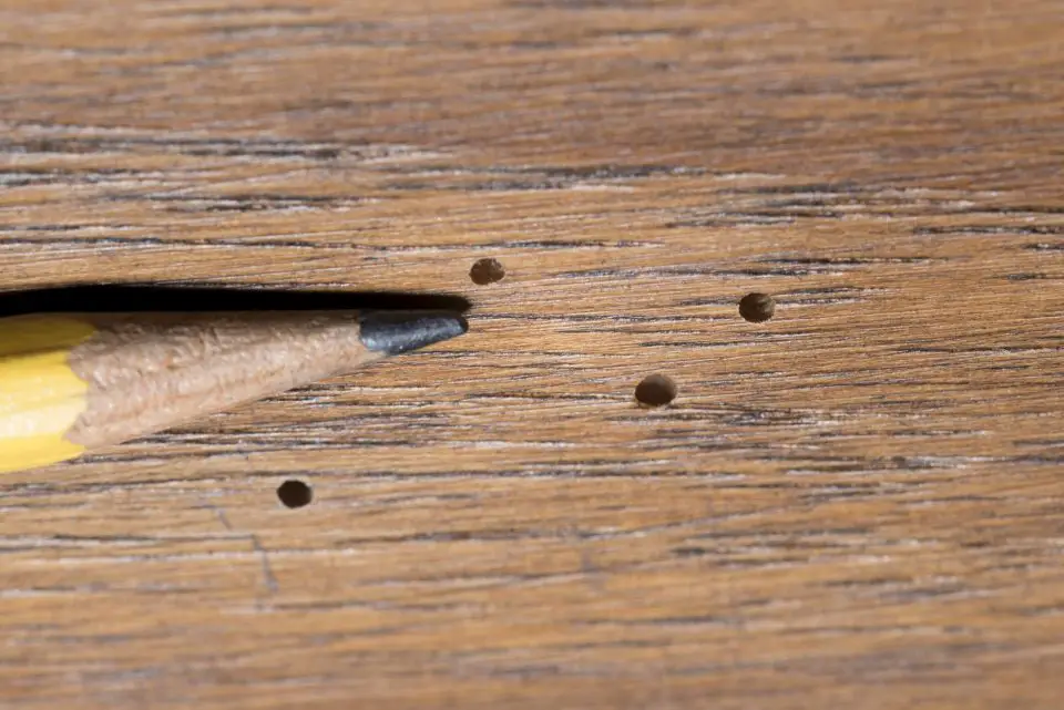 Holes like these are made by powder post beetles. The edges of the holes are crisp and neat, and it looks like some #6 or#7 1/2 shot gun pellets have penetrated into the wood.