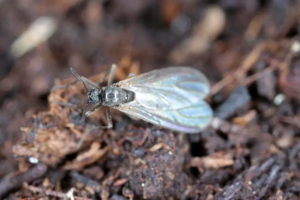 Winged ant on soil, close-up view.