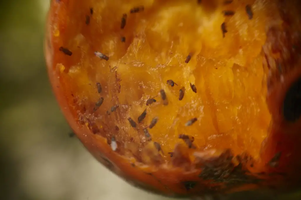 how to get rid of gnats - rotting fruit attracts gnats