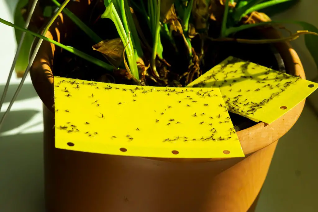 HOW TO GET RID OF GNATS - 10 Fast, Easy Ways That Really Work