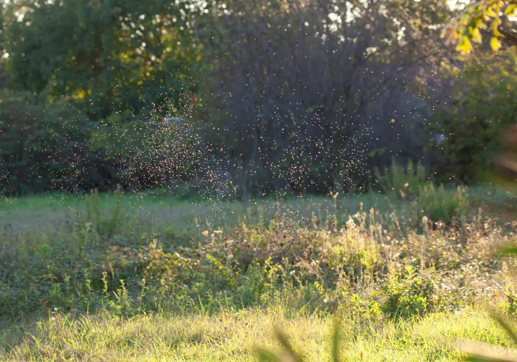 How to get rid of swarming gnats
