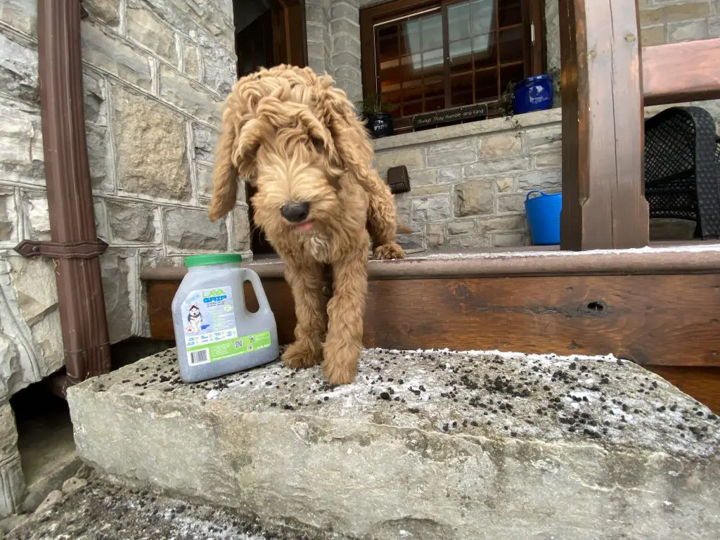 Dog on steps with container of Lava Grip