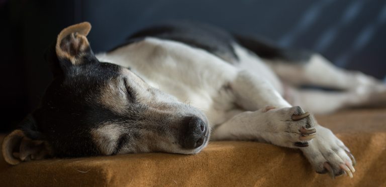 Sleeping dog on brown cushion