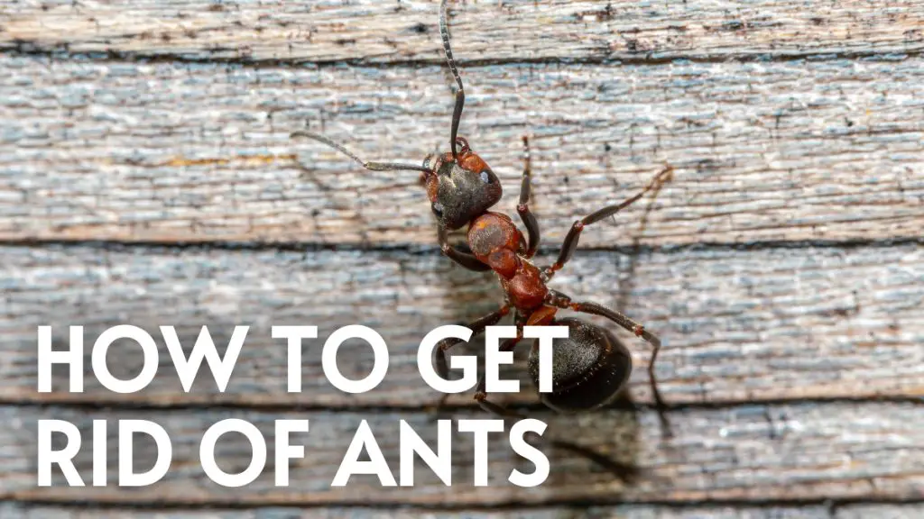 How To Get Rid Of Ants