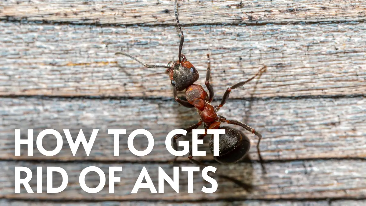 How to Get Rid of Ants